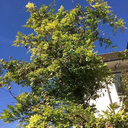 Apartamento Garden Zürichberg Zúrich